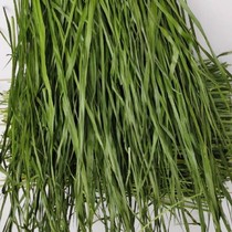  21 years drying Timothy North Timothy small pet forage Chinchilla rabbit staple food box 1000g