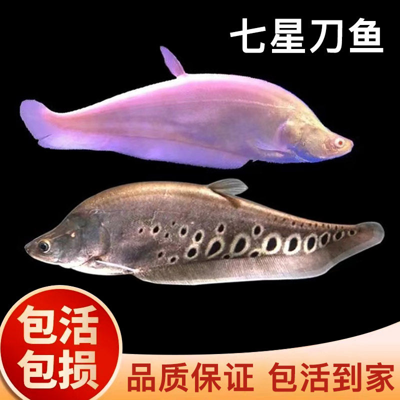 O1CN01UmIjqr1rSan9tvbna_!!