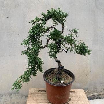 日本真柏小品盆栽-日本真柏小品盆栽促销价格、日本真柏小品盆栽品牌- 淘宝