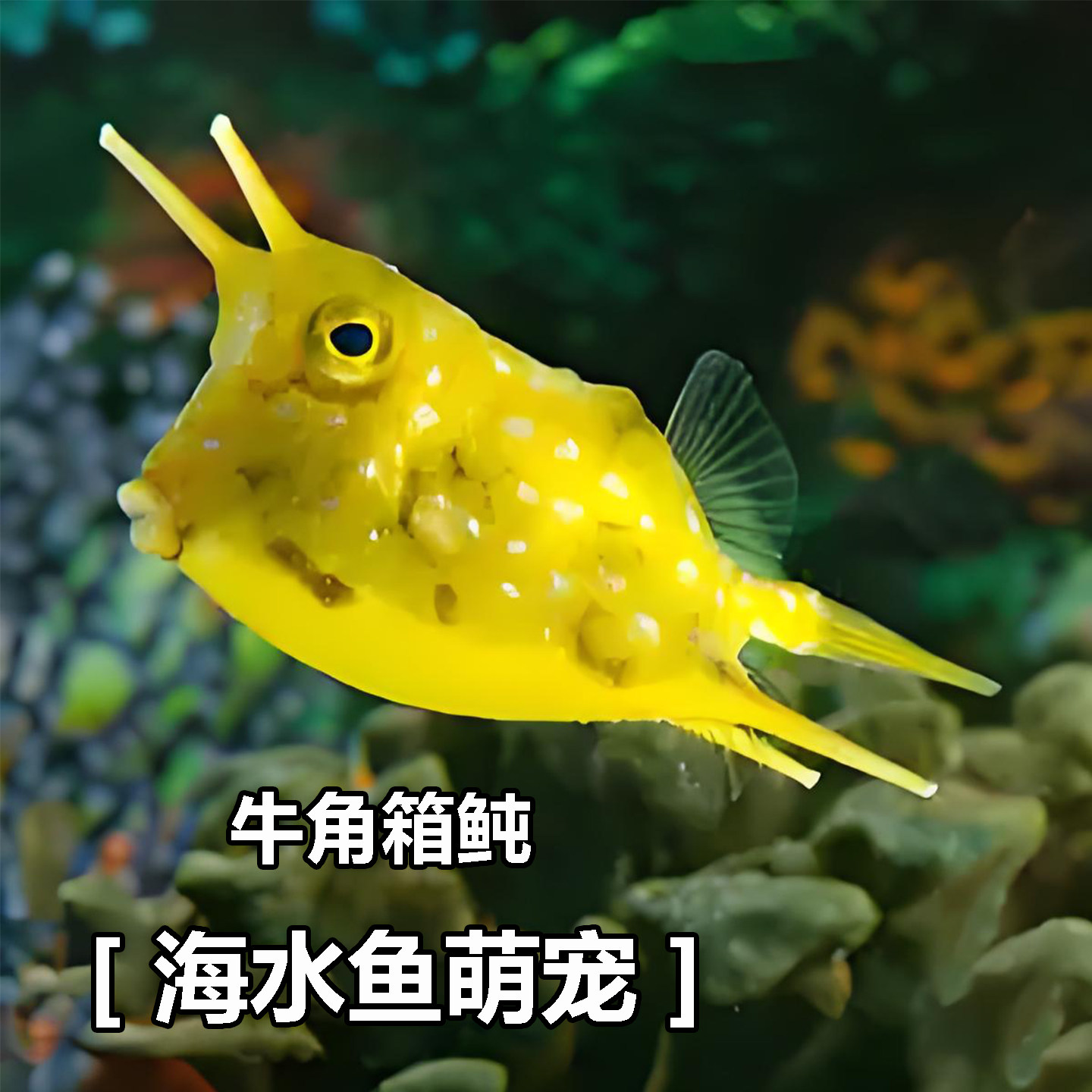 箱鲀- 海洋生物图鉴| OhMyDive, image size:1440x1440