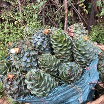 Yunnan Dali deep mountains wild pine pagoda non horsetail squirrel rations green fruit hand peeling nuts snacks original pine nuts