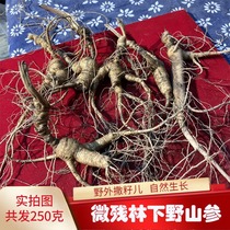 Changbai Mountain Ginseng Micro Residues Soil Wild Mountain Ginseng Fresh Old Residual Ginseng Wild Forest Ginseng Seed Residue 250g