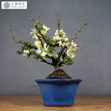 庭院白梅盆栽-庭院白梅盆栽促销价格、庭院白梅盆栽品牌- 淘宝