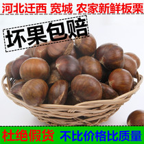 Fresh raw chestnut Qianxi Chestnut Kuancheng Ganli Qinglong Hairy chestnut Old Tree Oil Chestnut 1 Jin