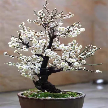 梅 盆栽　白梅 盆栽：白梅(はくばい) 八重咲 現品*一点物 うめ ウメ Prunus mume