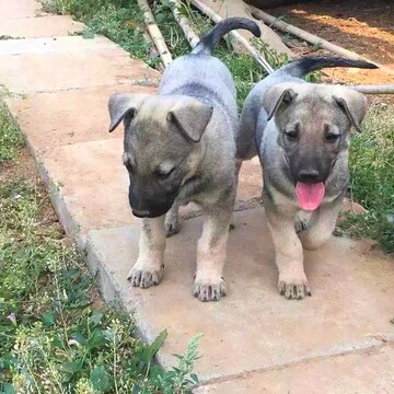 狼青犬幼犬-狼青犬幼犬促销价格、狼青犬幼犬品牌 - 淘宝