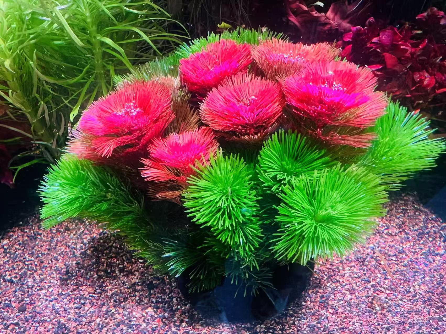 红菊花水草造景-红菊花水草造景促销价格、红菊花水草造景品牌- 淘宝