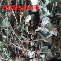 Chinese herbal medicine Sichuan Zhengzong wild dry gold money grass large leaf gold money grass crossing the road Yellow each two catties