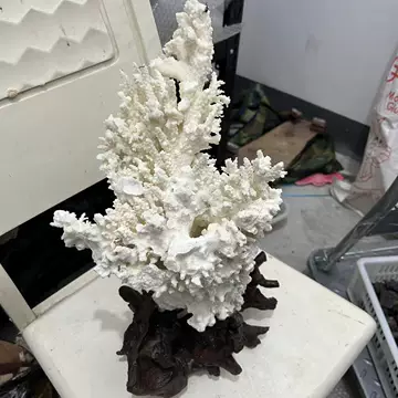 白珊瑚天然-白珊瑚天然促销价格、白珊瑚天然品牌- 淘宝