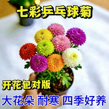 七彩球菊-七彩球菊促销价格、七彩球菊品牌- 淘宝