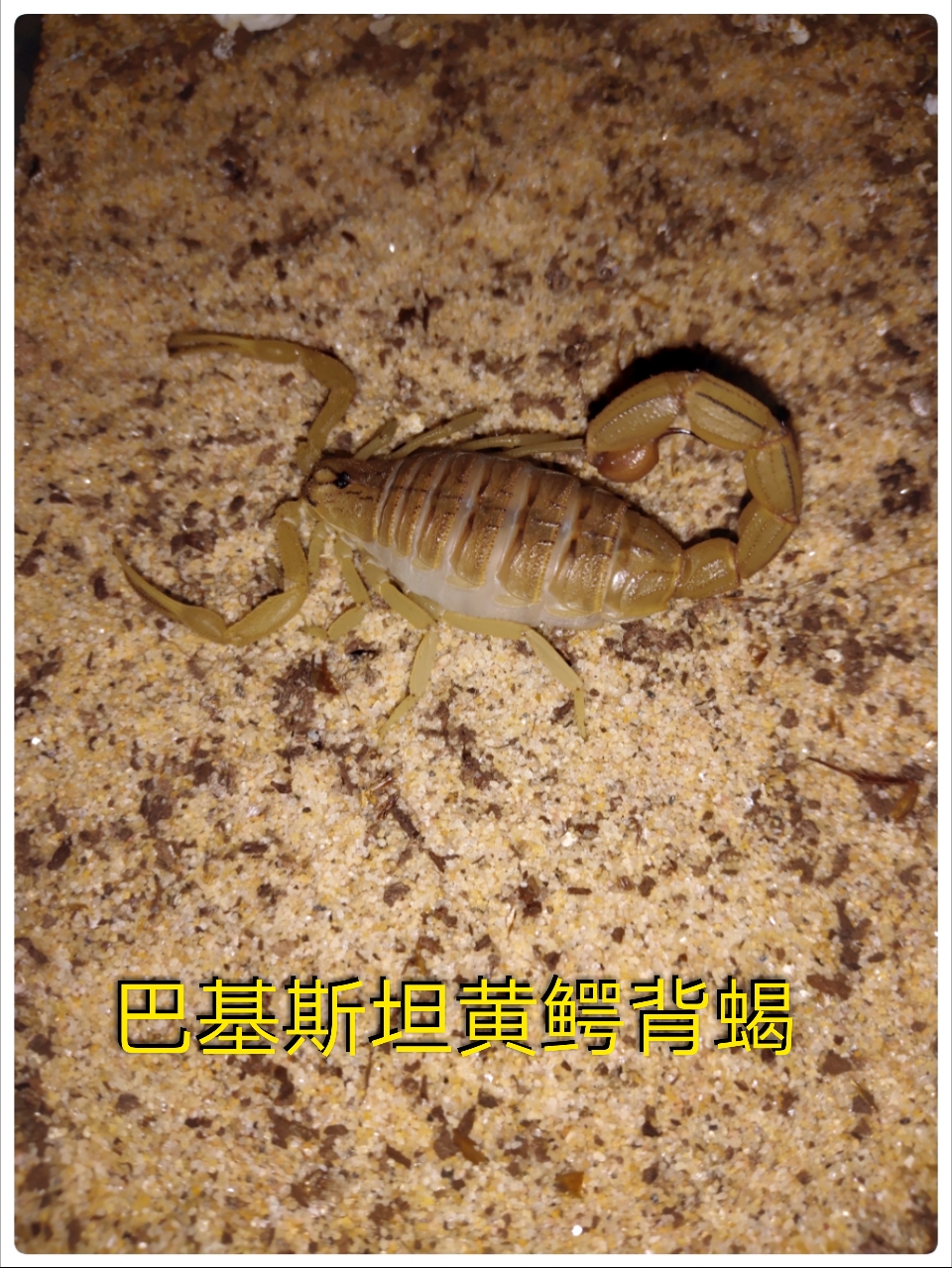 Pakistan Yellow Crocodile-backed Scorpion Pet Live Desert Scorpion
