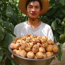 2020 Xinjiang 185 paper walnut 5 pounds of 2500g new thin shell first-class original pregnant pregnant bulk walnuts