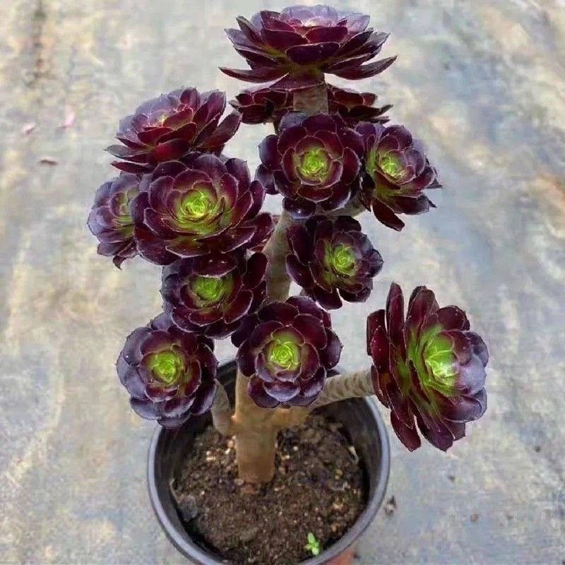 法师多肉植物老桩-法师多肉植物老桩促销价格、法师多肉植物老桩品牌- 淘宝