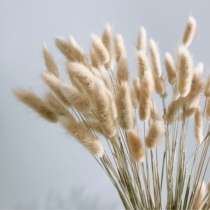 Rabbit tail grass pastoral interior decoration living room with natural dry bouquet dog tail Hay shooting props