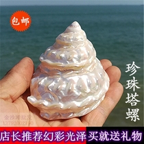 Natural conch shell luminous snail Pearl Tower Snail Home collection ornaments fish tank landscape window decoration