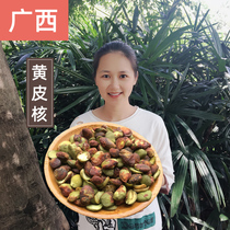 Guangxi specialized chicken peel fruit three - shan yellow skin core medicine bulk 500 grams fragrance halogen filling can be milled and brewed wine