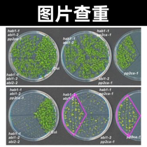 Picture check re-SCI scientific research journal title paper repeat picture search biomedical experiment picture check