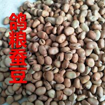 Small broad beans fed pigeons broad beans nutrition pigeons small bean pigeons feed special small beans 5kg