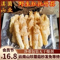 Wild Red Tochu Sun Fungus Dry Goods Selected no Shatter Grade Without Sulphur 20 gr Loaded Yunnan Mountain Rare Mushroom Scented Foot Mouth