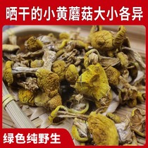 Wild northeast specialty small yellow mushroom dry goods dried pine mushroom 500g Super Chicken stewed fresh butter mushroom Alshan