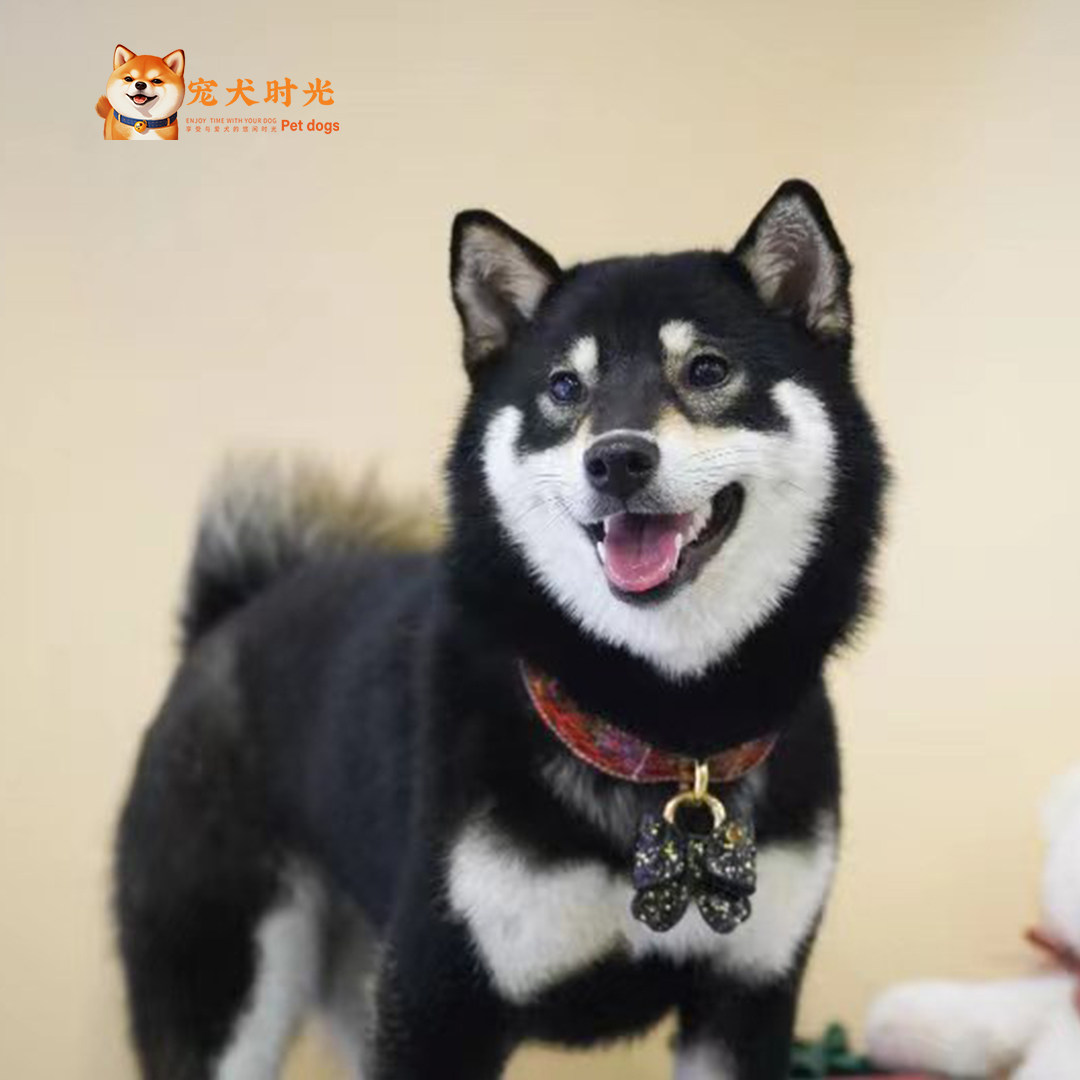 黑柴犬-黑柴犬促销价格、黑柴犬品牌- 淘宝