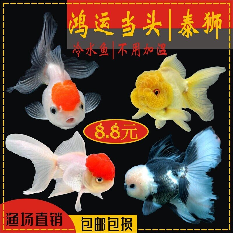 丹顶红狮子头-丹顶红狮子头促销价格、丹顶红狮子头品牌- 淘宝