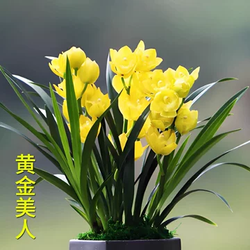 黄金兰花-黄金兰花促销价格、黄金兰花品牌- 淘宝