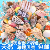 Natural conch shell fish tank landscaping aquarium decorations home floor layout shooting props collection ornaments