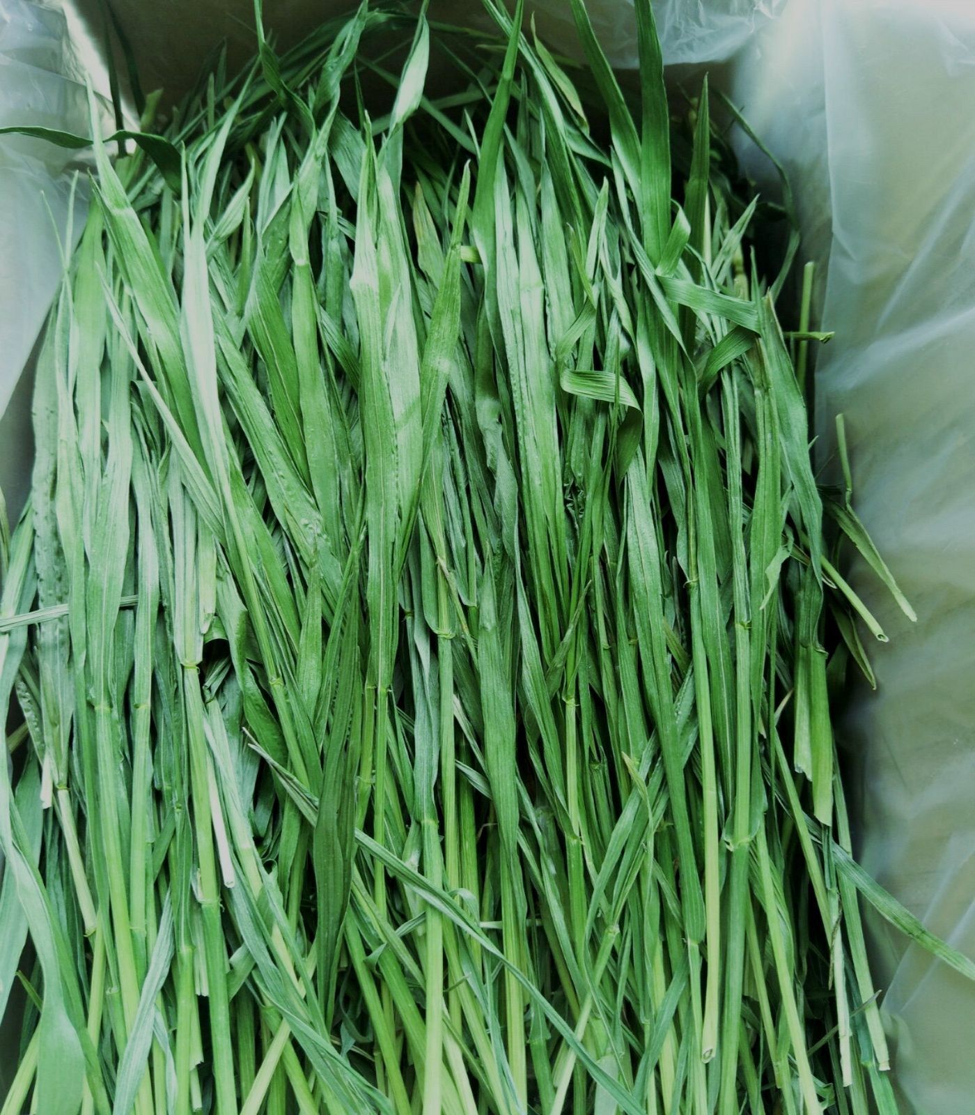 2016深山核桃 巴中南江核桃 薄皮麻子干核桃 无漂洗散装1000g包邮