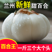 Aviation one catty 3 Lanzhou Lily King fresh sweet big white he 500g Gansu specialty grade non dry goods