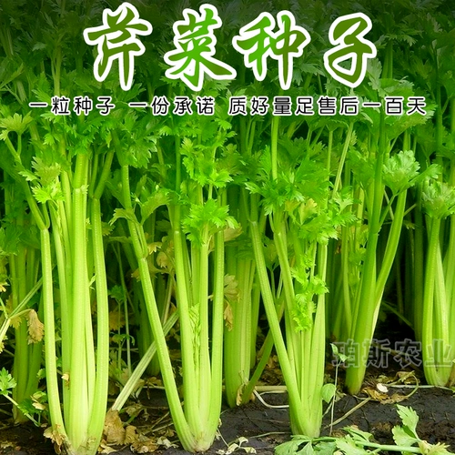 Семена овощей SHOUGUGAUN