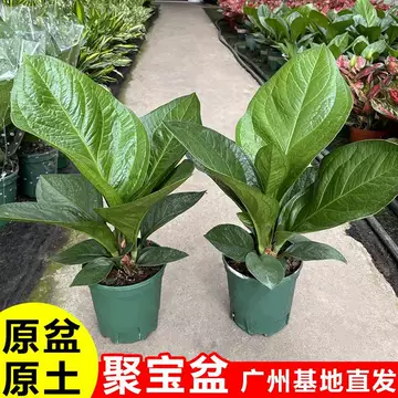 聚宝盆招财绿植-聚宝盆招财绿植促销价格、聚宝盆招财绿植品牌- 淘宝