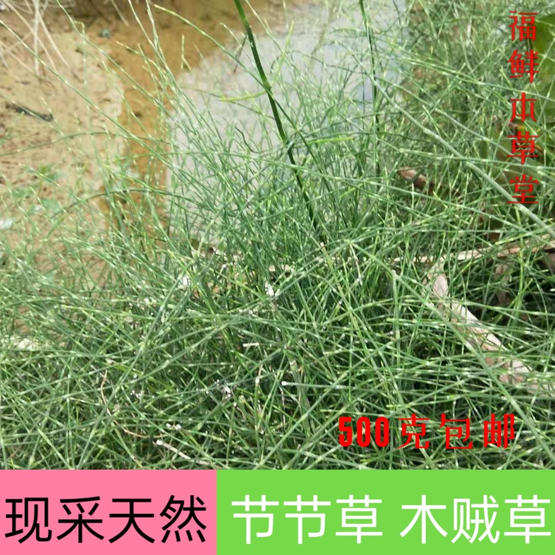 File:筆管草(纖弱木賊) Equisetum debile -香港濕地公園 Hong Kong Wetland Park-  (9219890105).jpg - Wikimedia Commons, image size:1080x1080