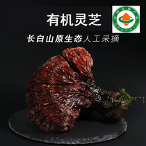 Red Ganoderma lucidum Changbai Mountain forest Ganoderma lucidum whole deep mountain with handle Nyingchi 250g Northeast specialty