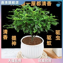 Fragrant wood pot pepper wood Indoor air purification Mosquito repellent grass four seasons to formaldehyde four seasons to raise plants