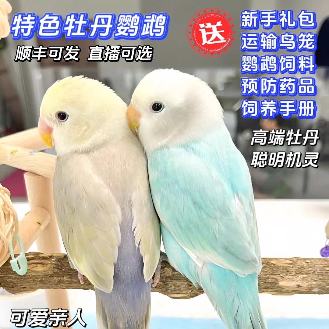 鹦鹉牡丹活鸟-鹦鹉牡丹活鸟促销价格、鹦鹉牡丹活鸟品牌- 淘宝