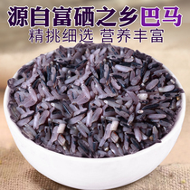 Bama purple rice brown rice purple glutinous rice black rice grains 500g Guangxi Bama specialty