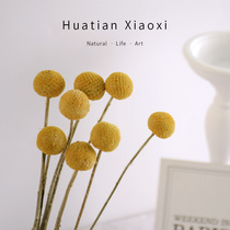 (Golden Ball) Dried Flower Art Eternal Flower Hand Holding Flower Bouquet Shooting Props Flower Arrangement Home Decoration