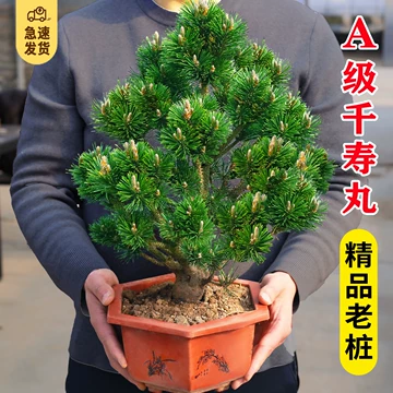 五针松精品盆栽-五针松精品盆栽促销价格、五针松精品盆栽品牌- 淘宝