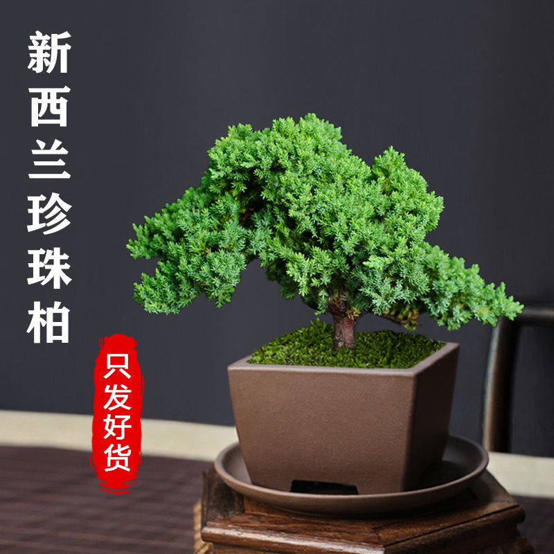 真柏盆栽　30cm 真柏中品盆栽 12-22-2 香港現貨日本山採濟州真柏（