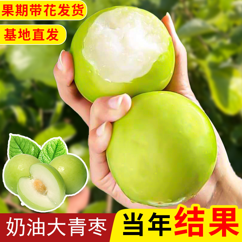 枣枣专拍 Jujubes 枣– Santiam Nursery