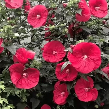 大花芙蓉葵-大花芙蓉葵促销价格、大花芙蓉葵品牌- 淘宝