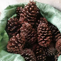 Pine Cone Super Large Natural American Pine Pine Tower Christmas Decoration Kindergarten Handmade DIY Material Pine Ball Dried Flower