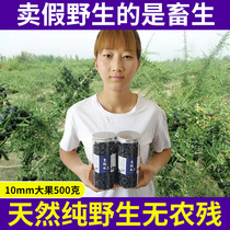 Big fruit 500g Qinghai Black wolfberry Wild Black wolfberry super disposable authentic black fruit Gou tea male kidney