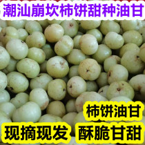  Chaoshan Qiankan sweet oil sweet spot pick-and-send persimmon sweet Yu Gan fruit Yunnan olive Fresh pregnant woman fruit