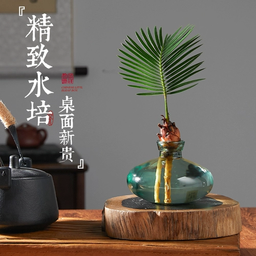 Гидропонное растение железное дерево маленькое мини в горшке для офиса в помещении хорошее качество растений бонсай в форме зеленого растения