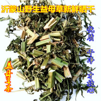 Wild fresh dried Motherwort Chinese herbal materia Medica Motherwort tea menstruation 500g 5 kg 20 years of new goods