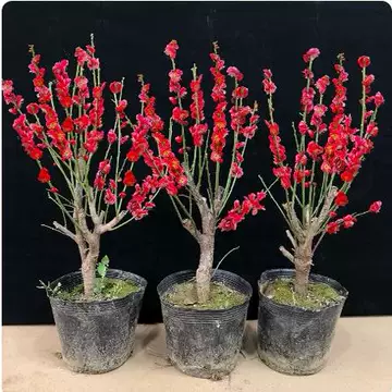紅梅 盆栽　赤花 梅花盆栽红梅花-梅花盆栽红梅花促销价格、梅花盆栽红梅花品牌- 淘宝