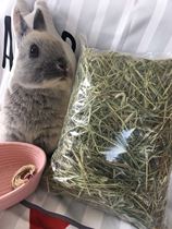 The Favourite Canada has doubled down on the mention of Moses Rabbit Dutch Pig Dragon Cat Grinding and Garty hay 500g