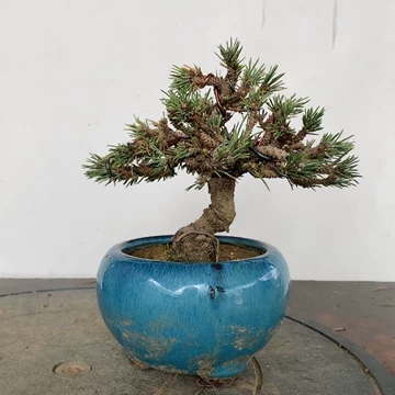 精品五针松-精品五针松促销价格、精品五针松品牌- 淘宝